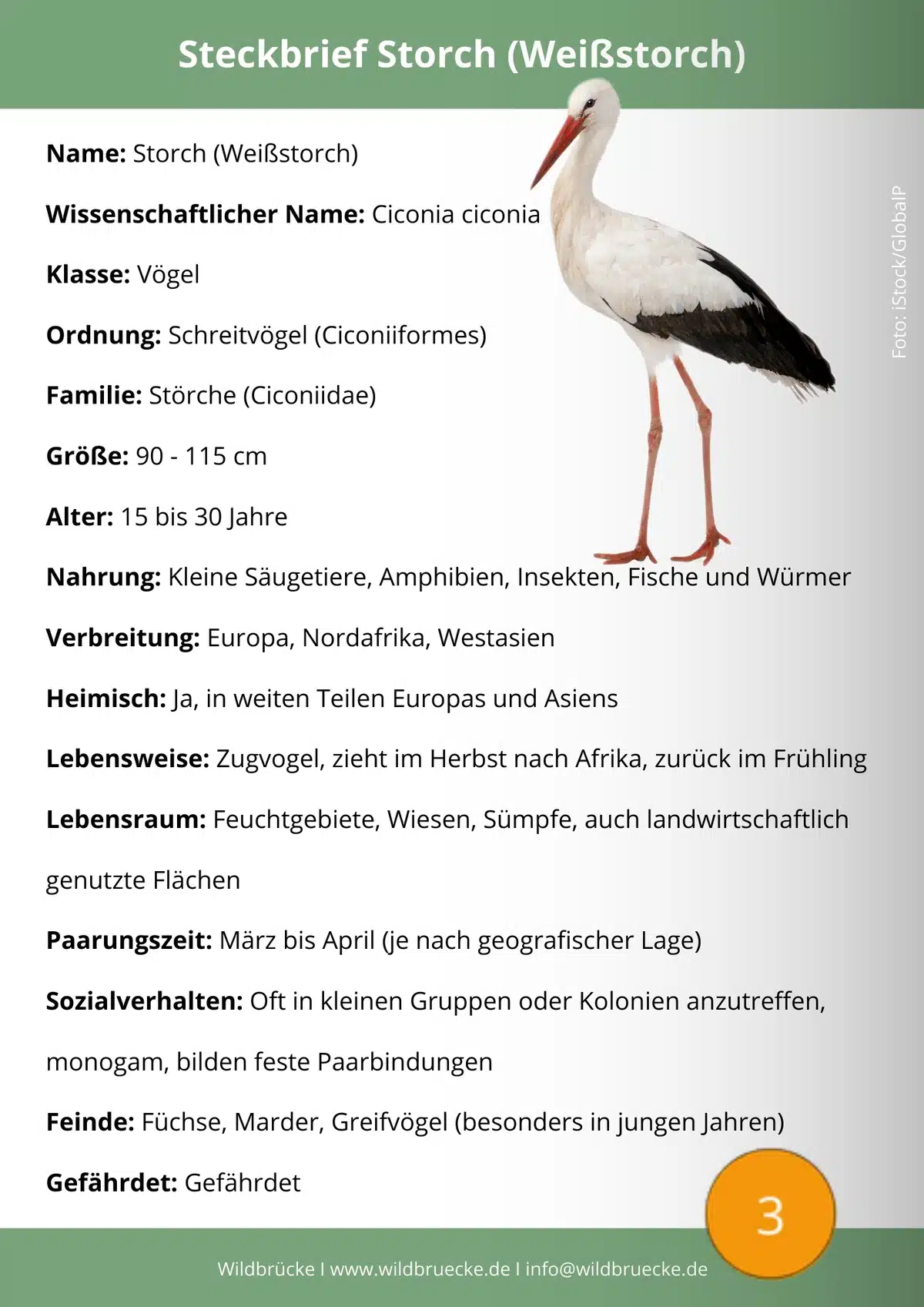 Storch Steckbrief gefährdet - Vögel in Europa