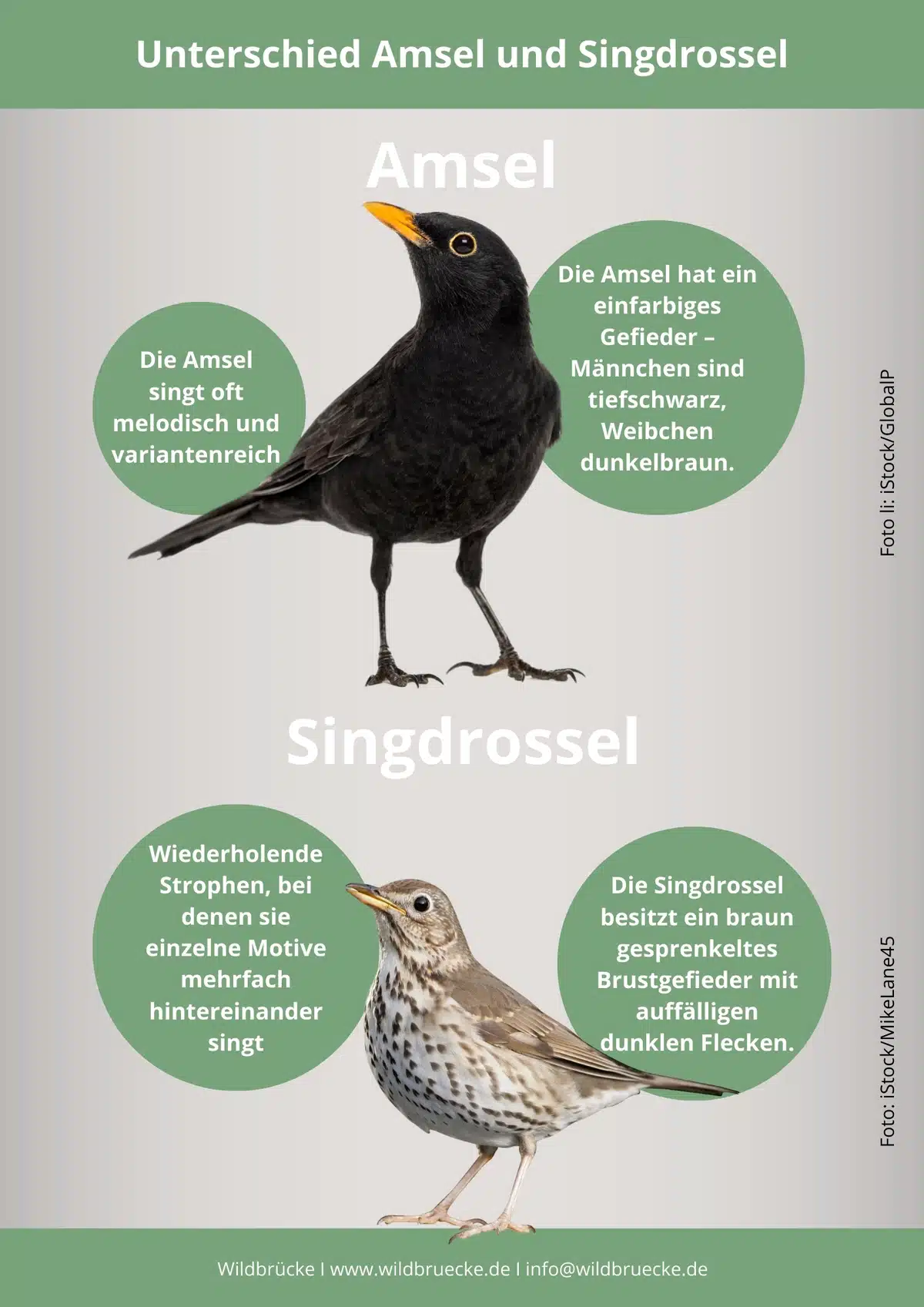 Unterschied Amsel und Singdrossel - Wildtiere in Europa