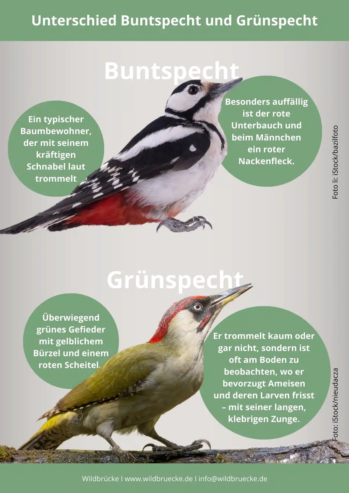 Buntspecht Steckbrief - Vögel in Europa