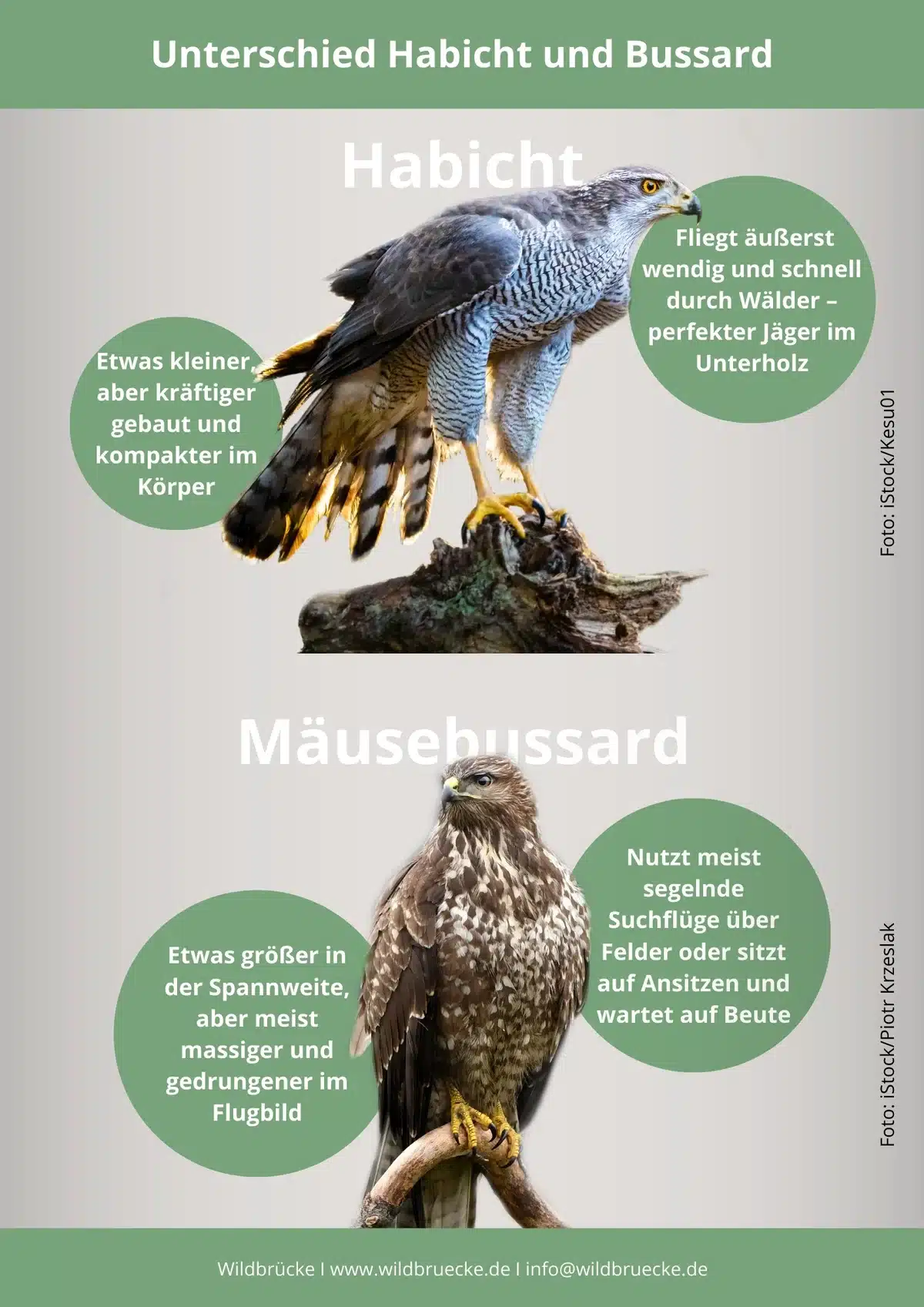 Unterschied Habicht und Bussard - Vögel in Europa