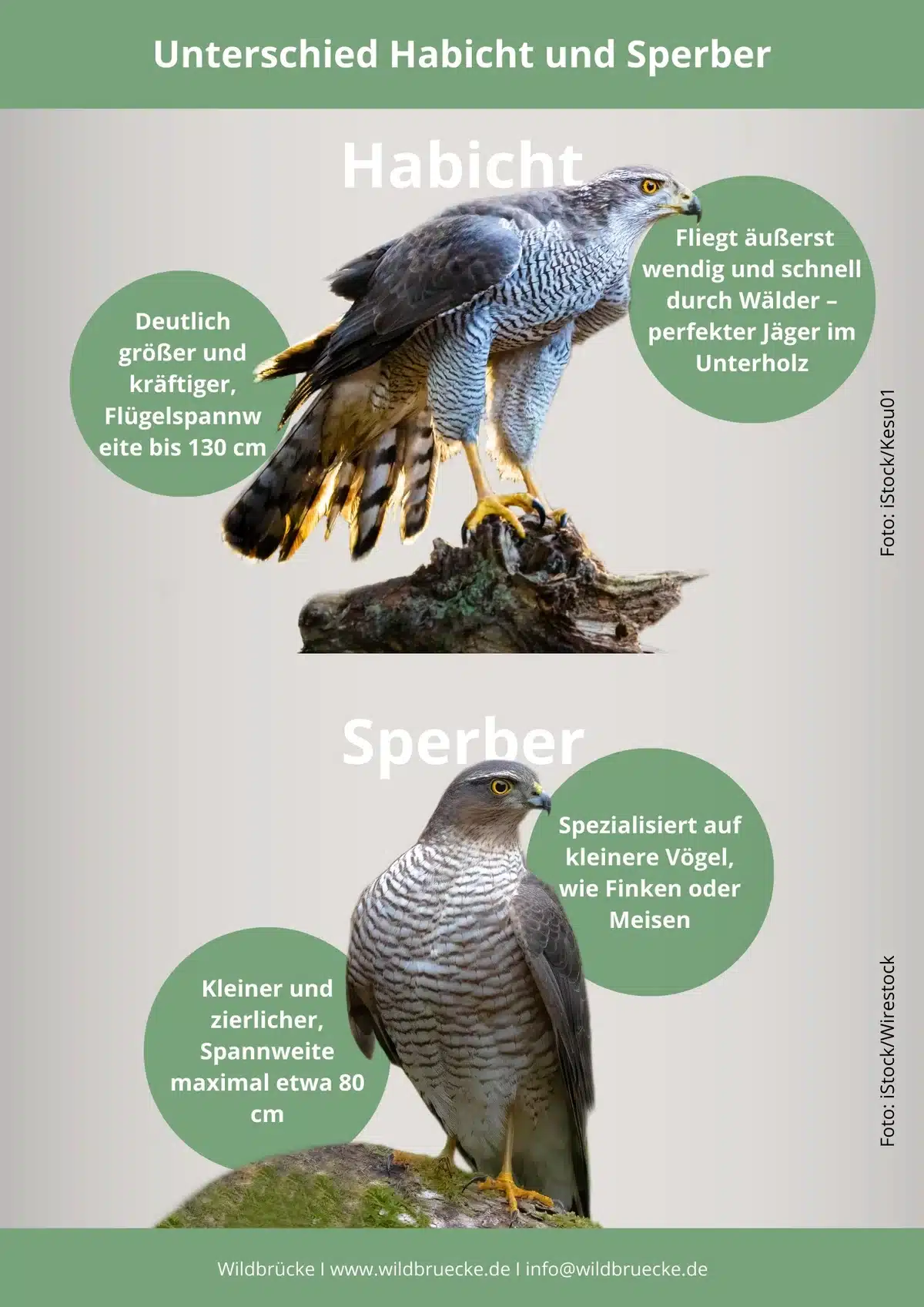 Unterschied Habicht und Sperber - Vögel in Europa