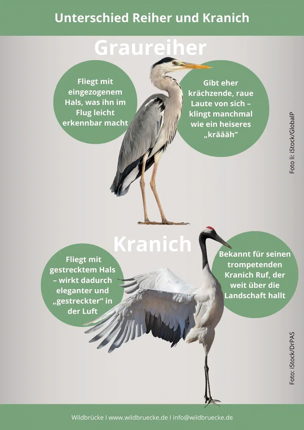 Unterschied Reiher und Kranich - Vögel in Europa