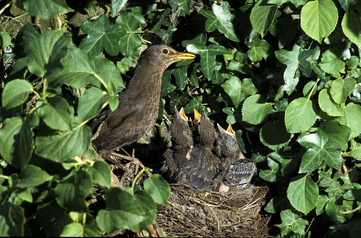 Wann ist die Brutzeit einer Amsel - Wildtiere in Europa Wann ist die Brutzeit einer Amsel - Wildtiere in Europa