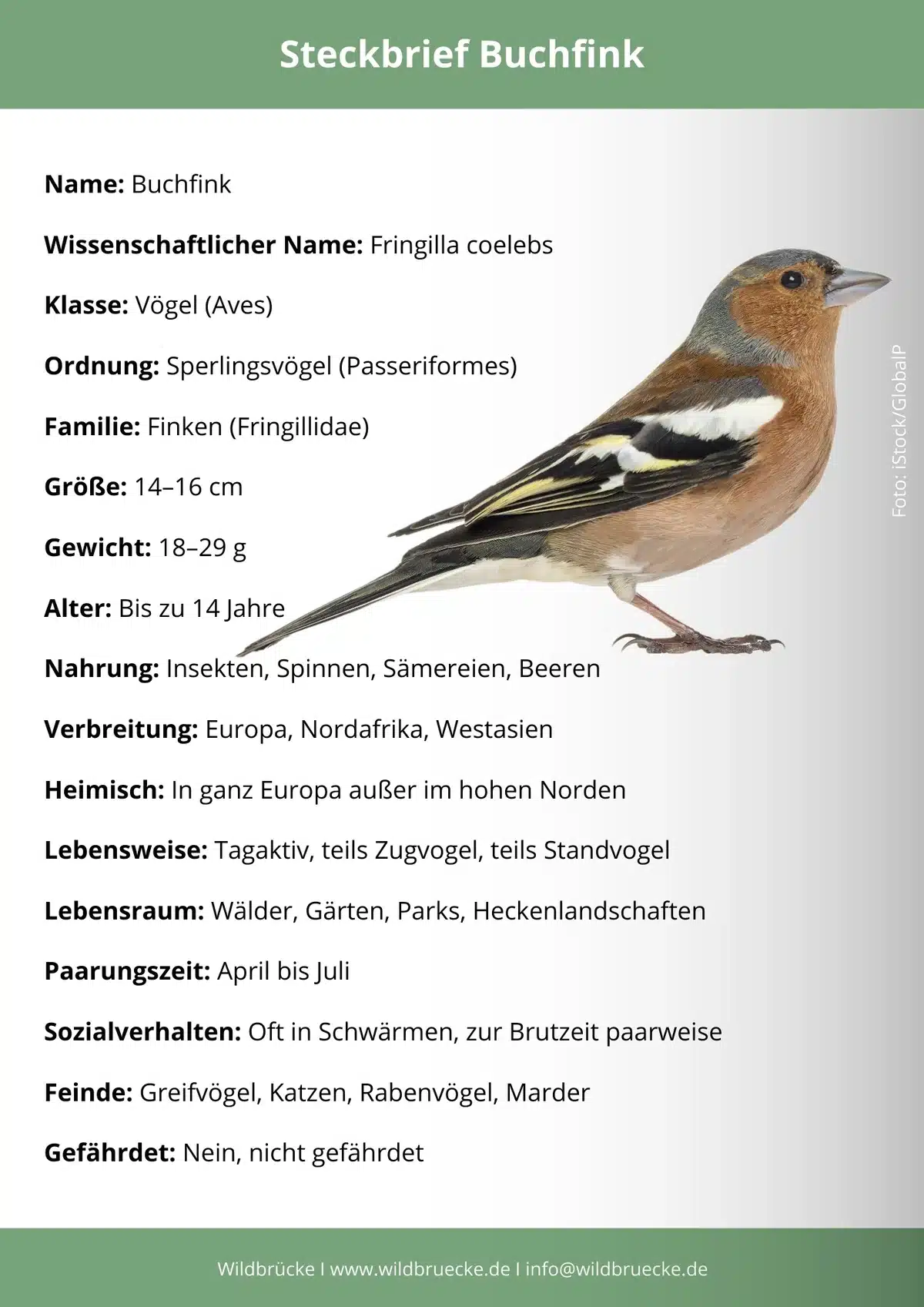 Buchfink Steckbrief - Vögel in Europa