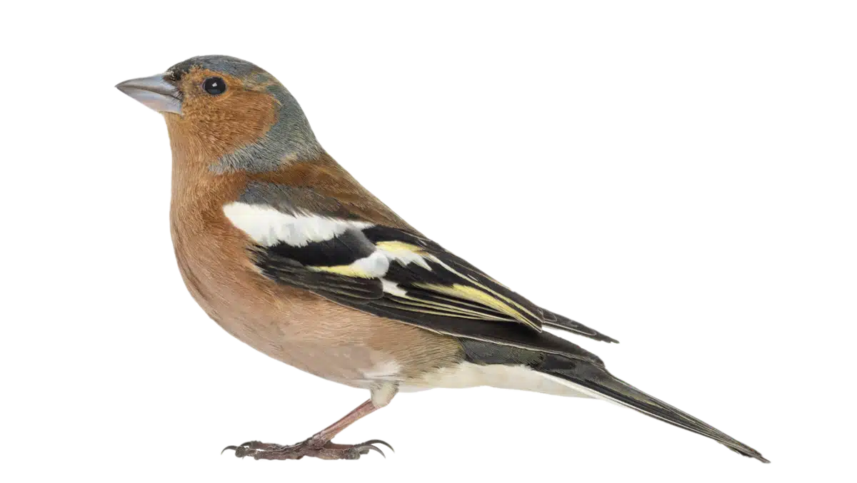 Buchfink - Vögel in Europa Buchfink - Vögel in Europa