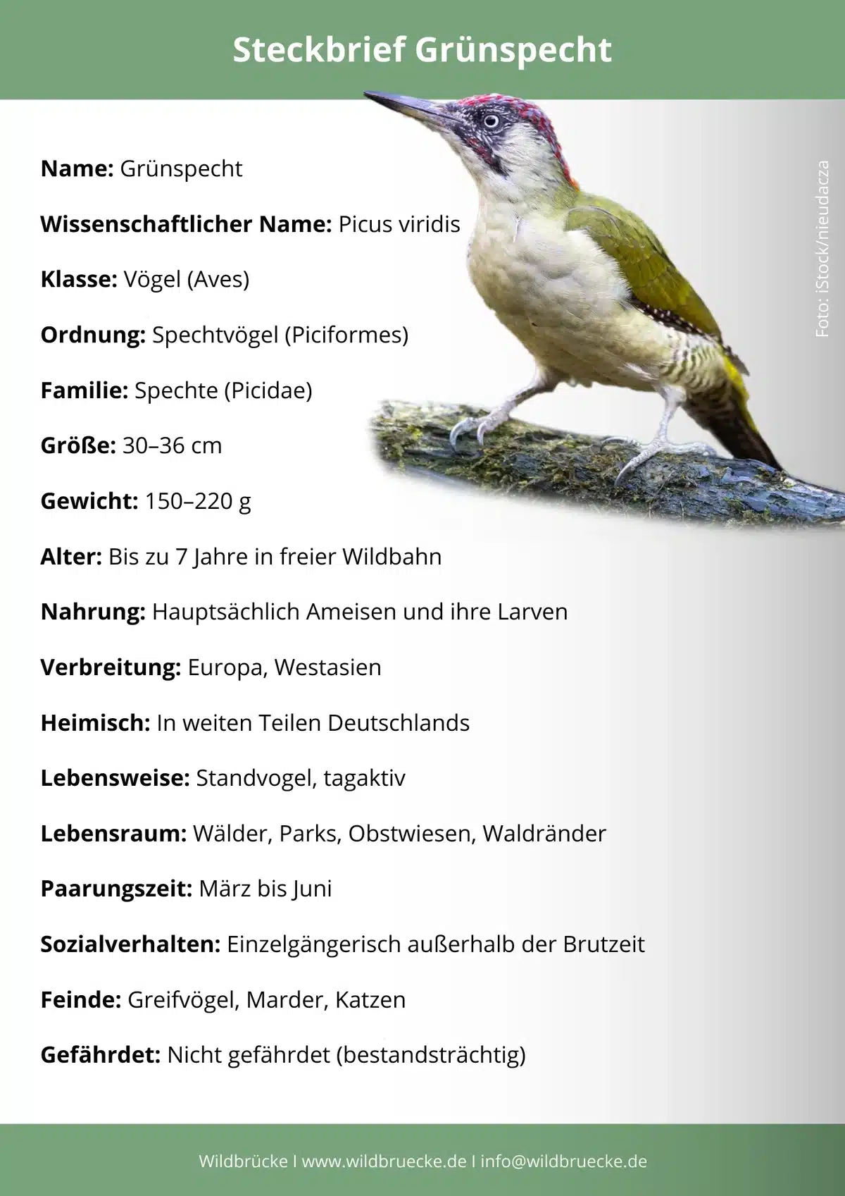 Grünspecht Steckbrief - Vögel in Europa