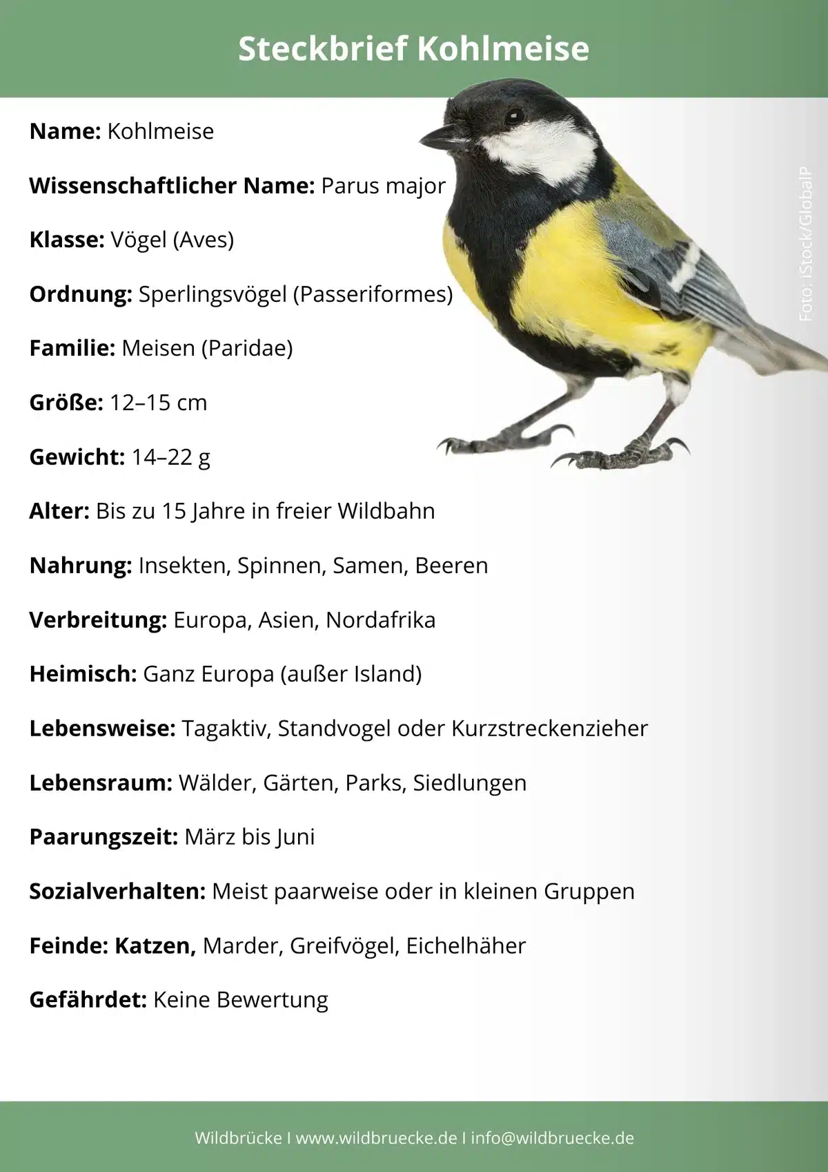 Unterschied Reiher und Kranich - Vögel in Europa