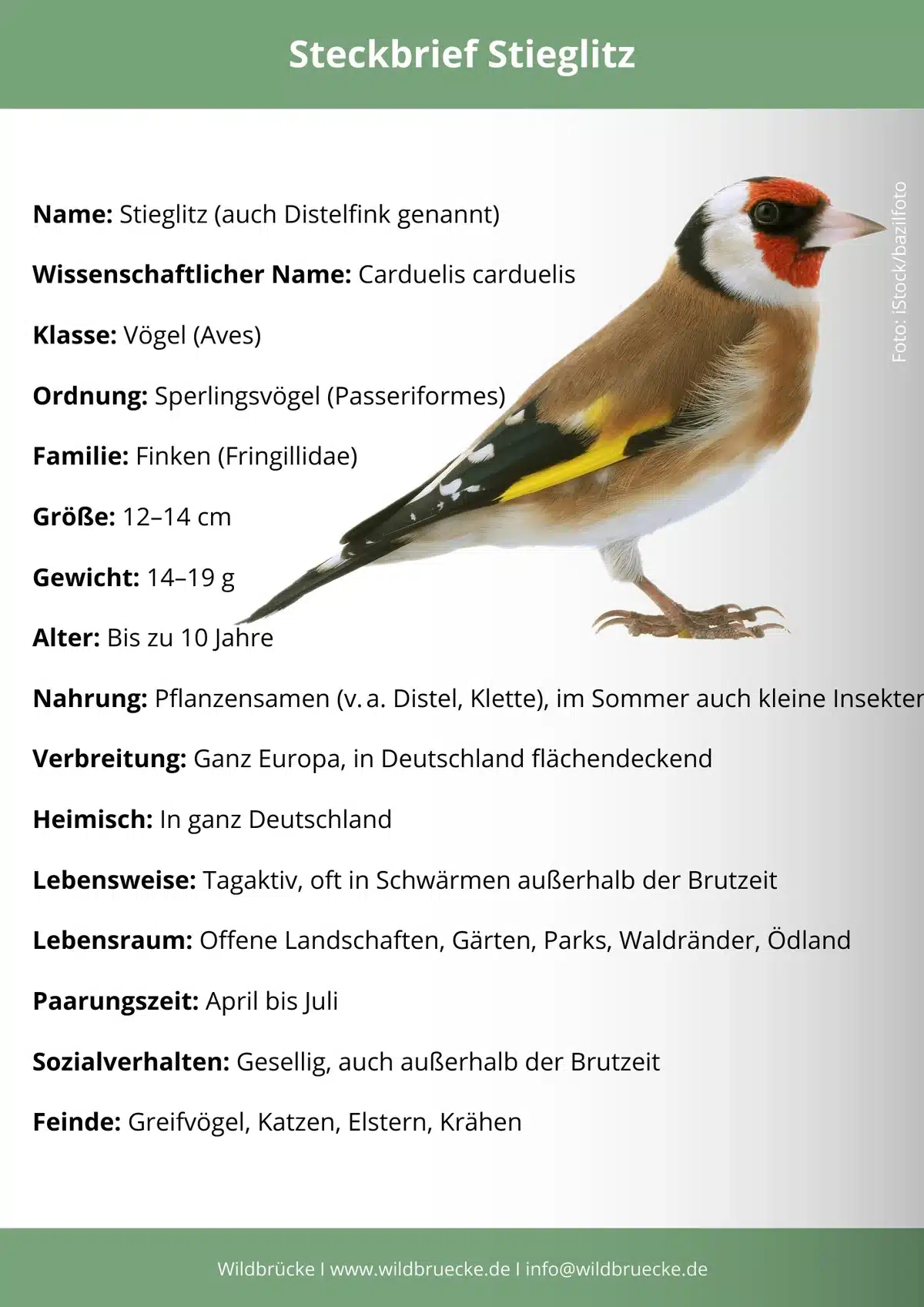 Stieglitz Steckbrief - Vögel in Europa