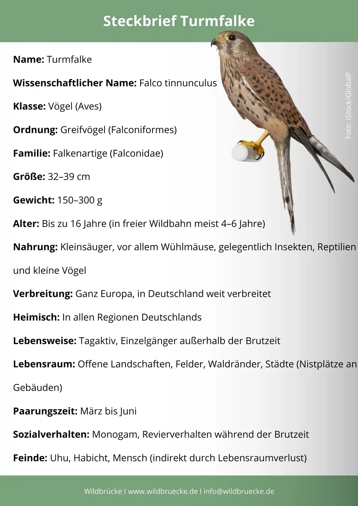 Turmfalke Steckbrief - Vögel in Europa