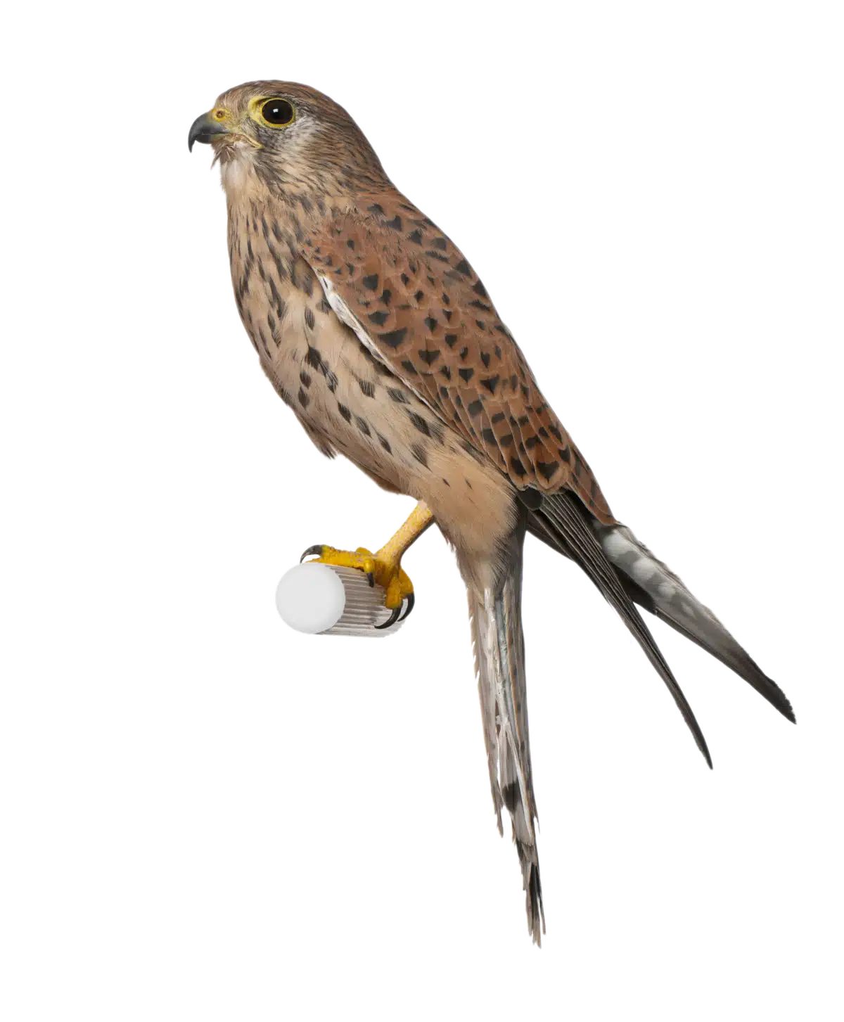 Turmfalke - Vögel in Europa Turmfalke - Vögel in Europa
