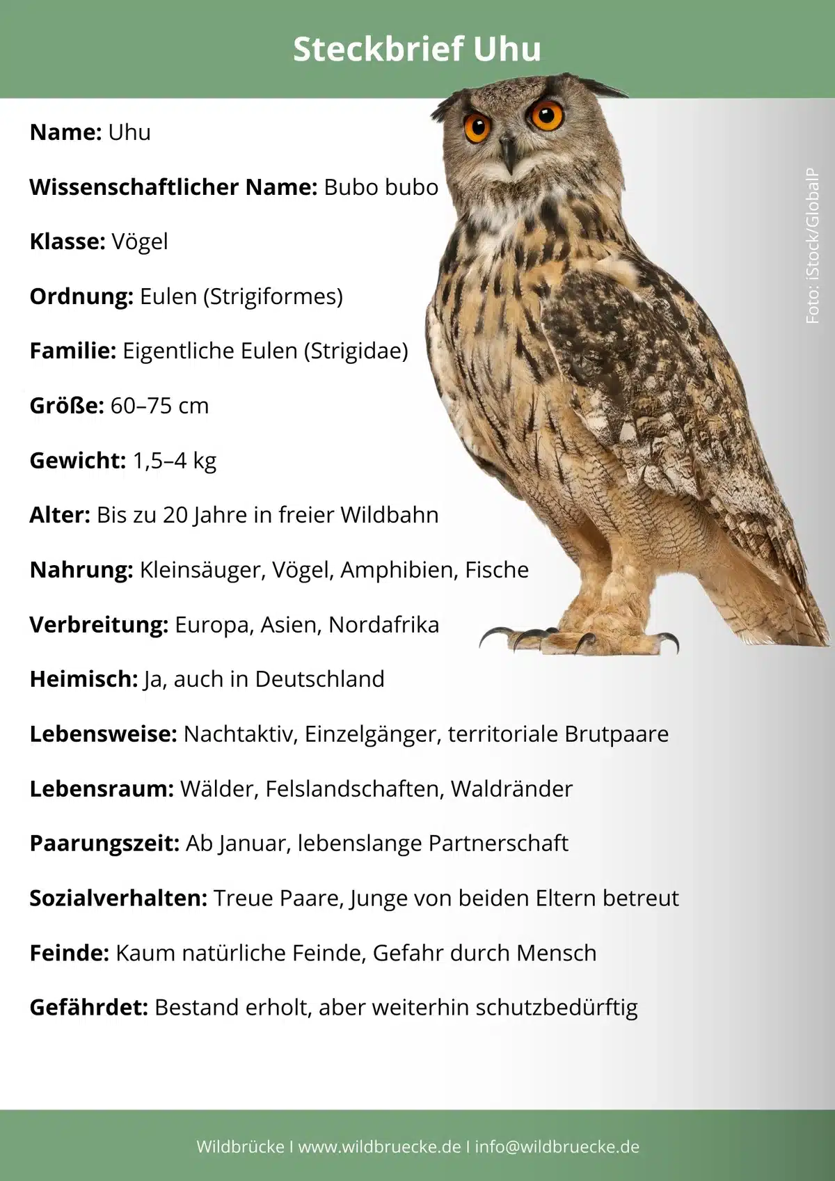 Uhu Steckbrief - Vögel in Europa