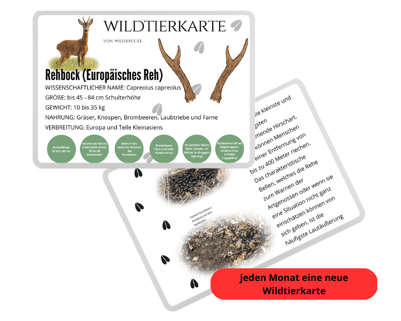 Wildbrücke präsentiert die Wildtierkarte Rehbock