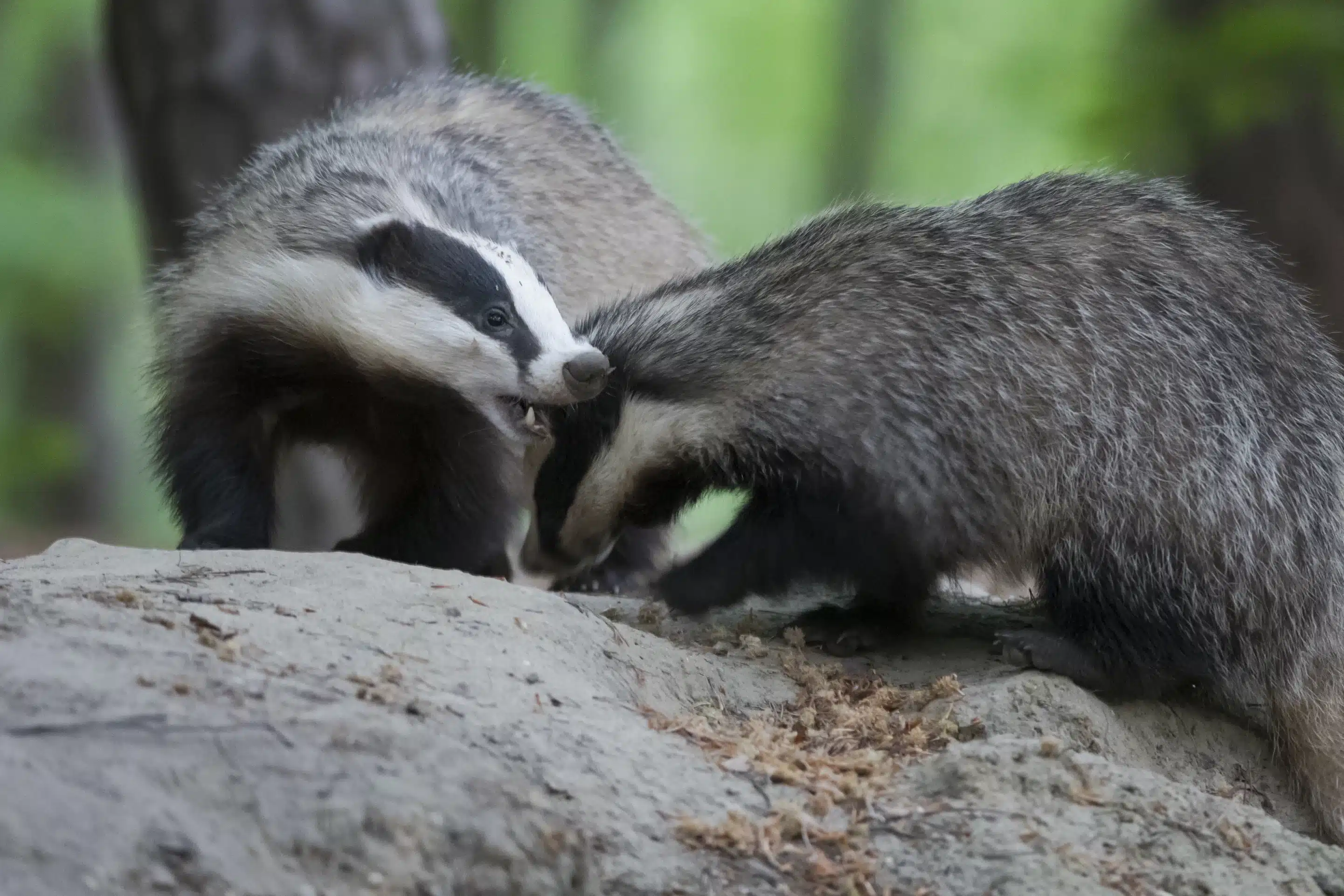 Dachse spielen - Wildtiere in Deutschland