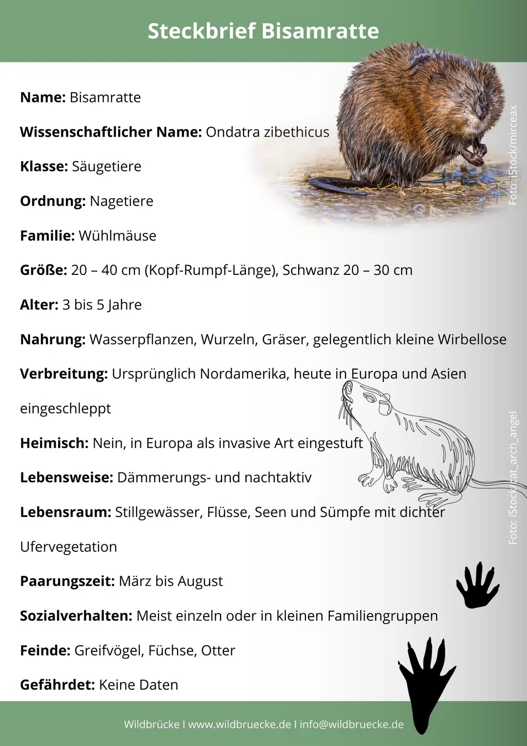 Bisamratte Steckbrief - Wildtiere in Deutschland