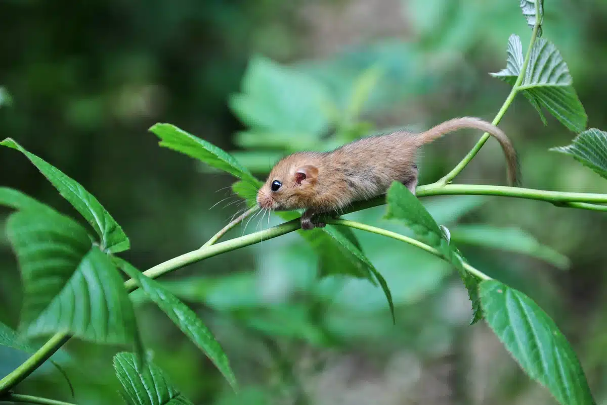 Haselmaus Größe - Wildtiere in Europa