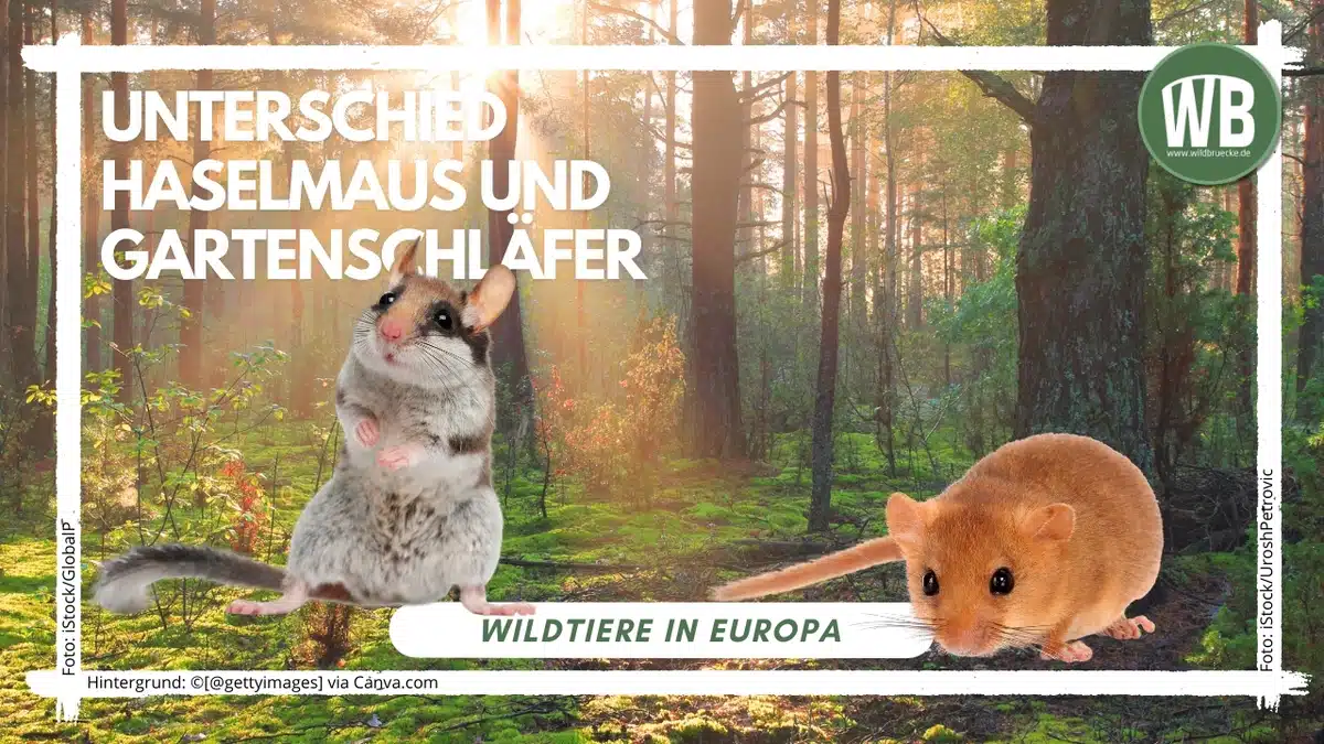 Teaserbild Unterschied Gartenschläfer und Haselmaus - Wildtiere in Europa