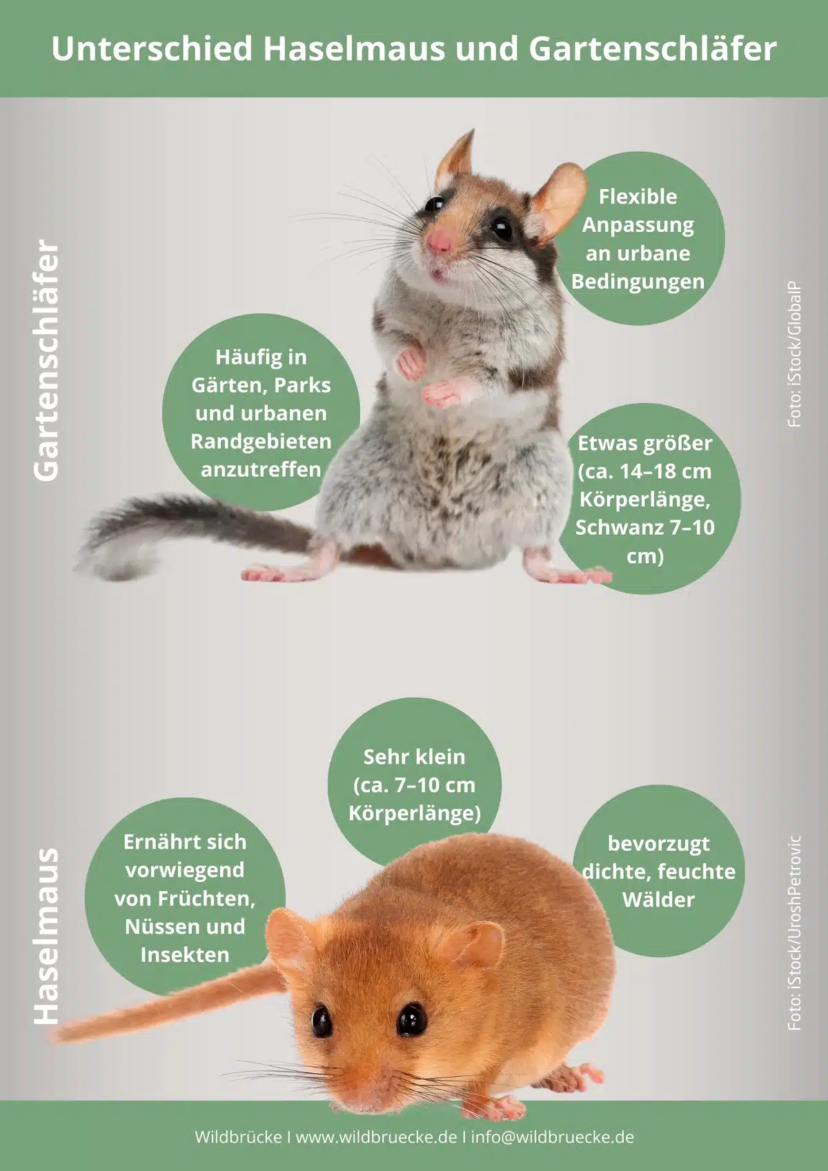 Unterschied Haselmaus und Gartenschläfer - Wildtiere in Europa