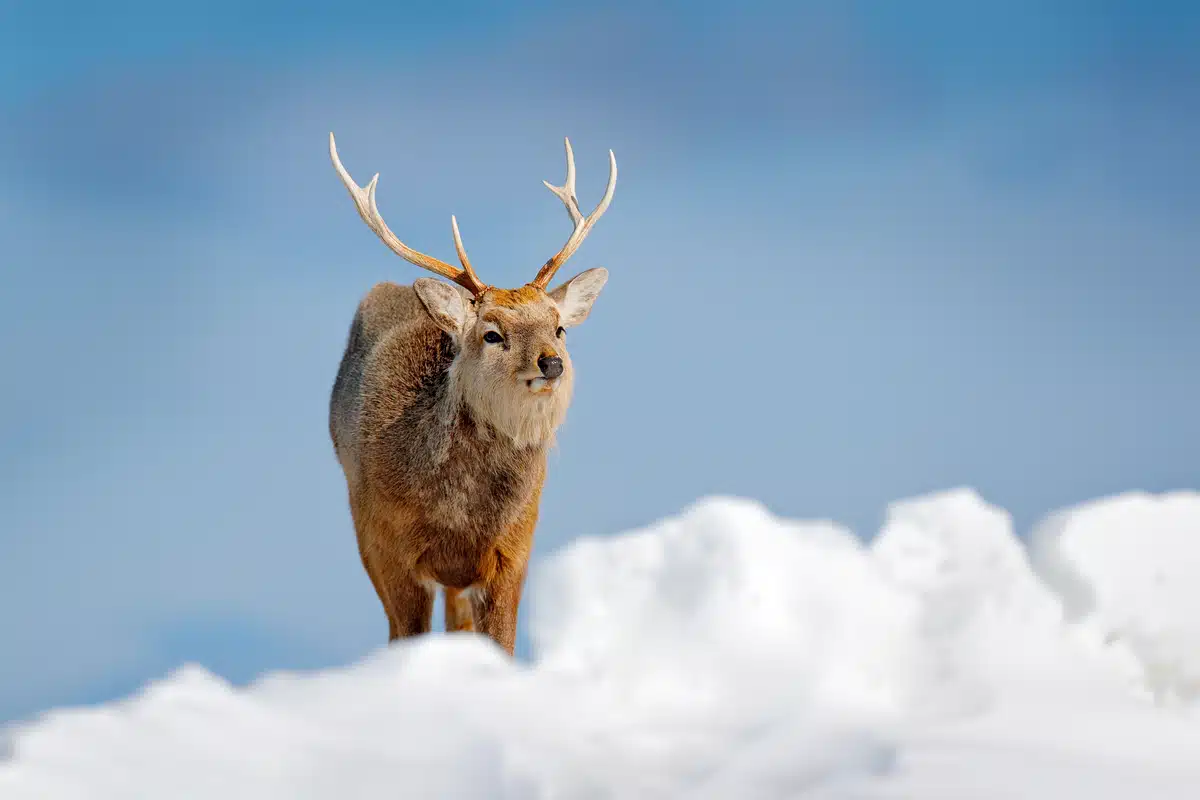 Das Sikawild Geweih - Wildtiere in Europa