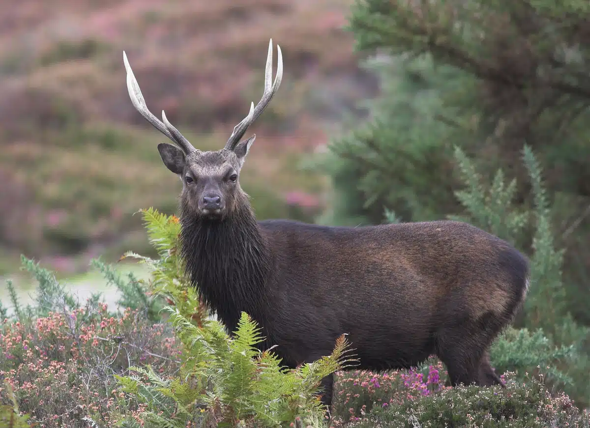 Sikwaild Geweih - Wildtiere in Europa