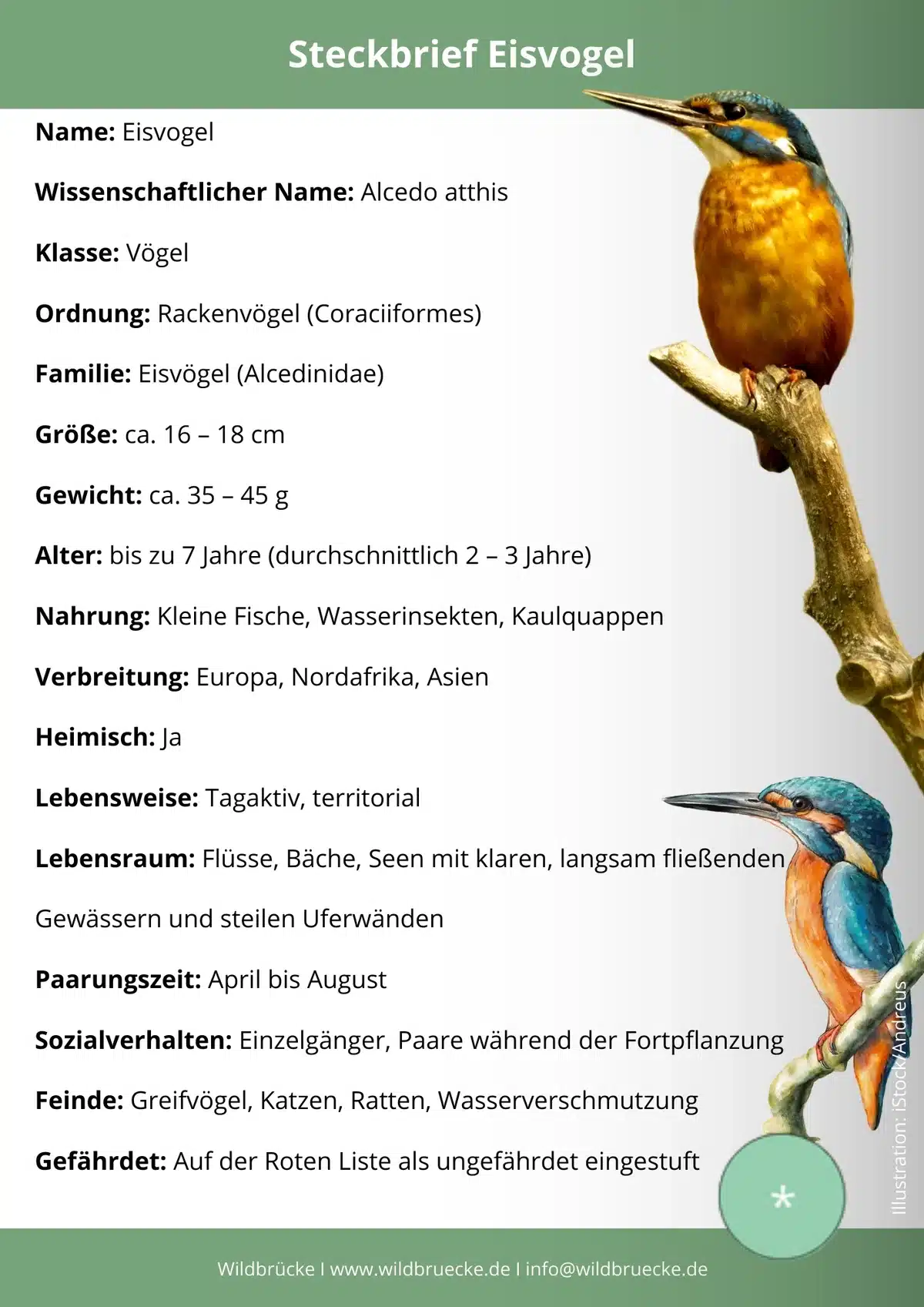 Eisvogel Steckbrief - Vögel in Europa DE